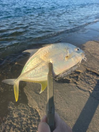 ギンガメアジの釣果