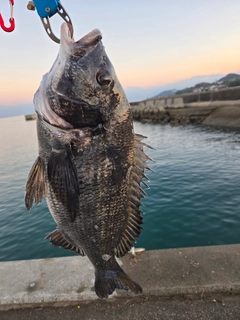 チヌの釣果