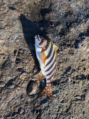 タカノハダイの釣果