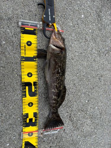 アイナメの釣果