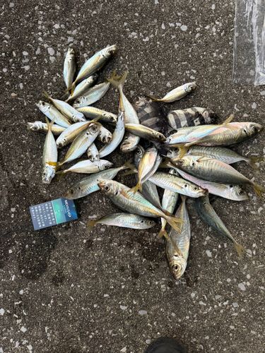 アジの釣果