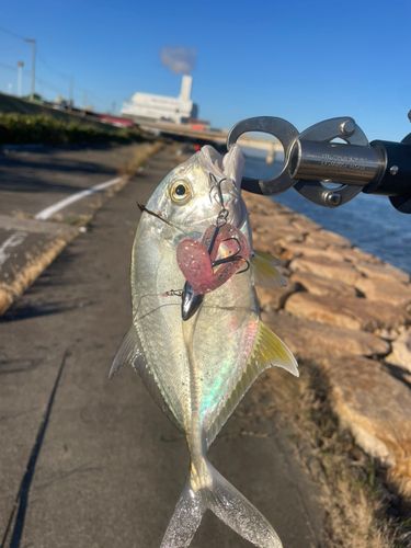 ギンガメアジの釣果