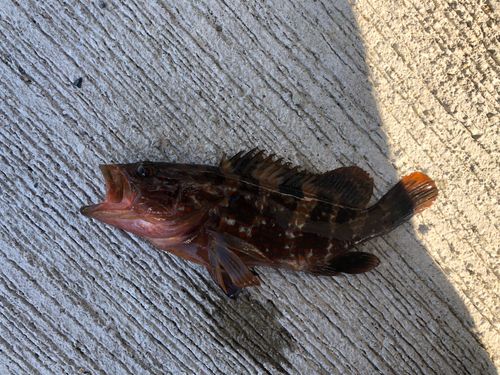 キジハタの釣果