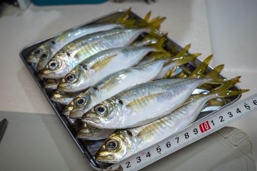 アジの釣果