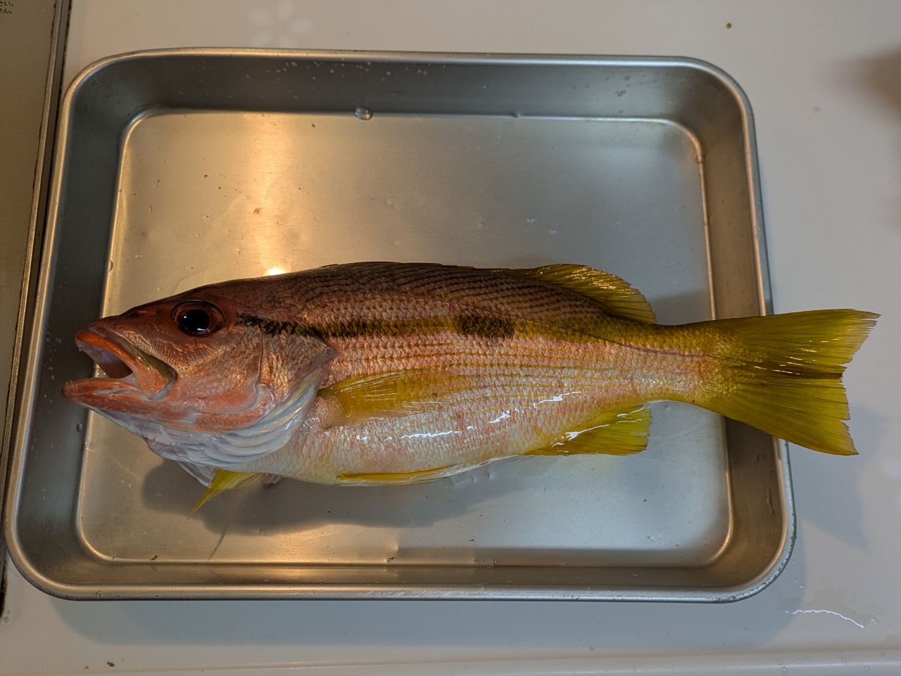 ヨコスジフエダイ