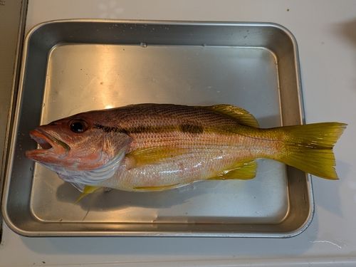 ヨコスジフエダイの釣果