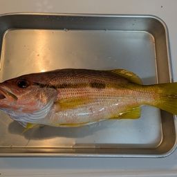 ヨコスジフエダイ