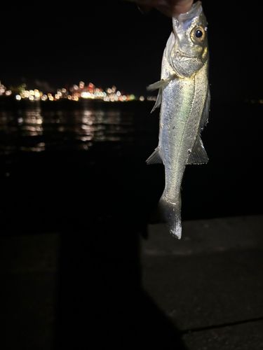 セイゴ（マルスズキ）の釣果