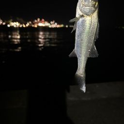 セイゴ（マルスズキ）