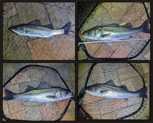 シーバスの釣果