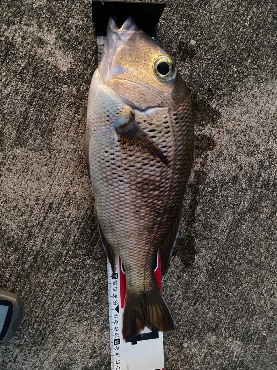 DAIWA 23バトルゲーム BKG（ブッコミゲーム） T XH480の最安値