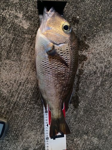 シロダイの釣果