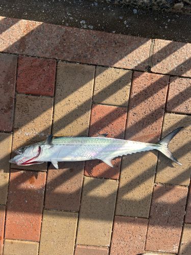 日明海峡釣り公園