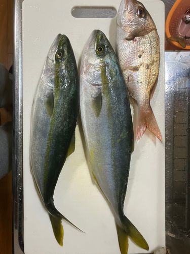 ヤズの釣果