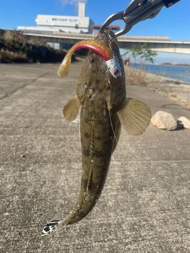 マゴチの釣果
