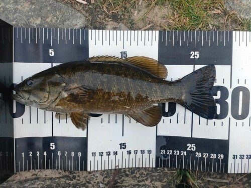 スモールマウスバスの釣果