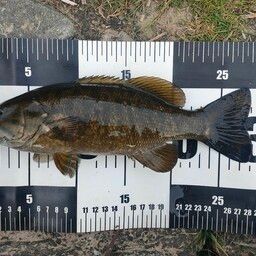 スモールマウスバス