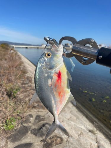 ギンガメアジの釣果