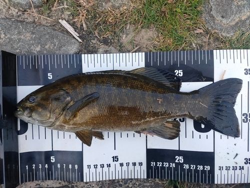 スモールマウスバスの釣果