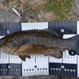 スモールマウスバス