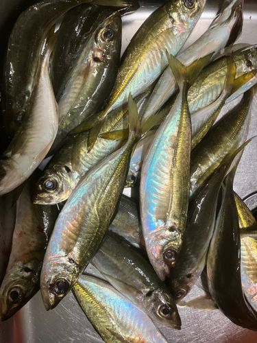 アジの釣果