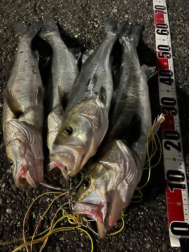 シーバスの釣果