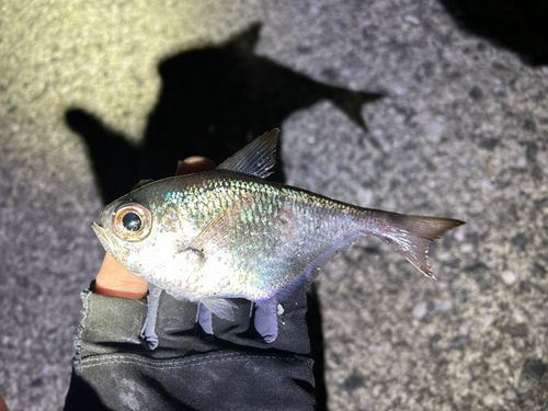 ミナミハタンポの釣果