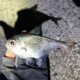 ミナミハタンポ