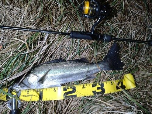 シーバスの釣果