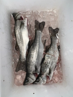 セイゴ（ヒラスズキ）の釣果