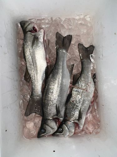 セイゴ（ヒラスズキ）の釣果