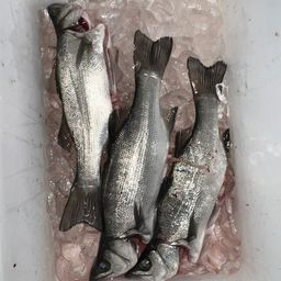 セイゴ（ヒラスズキ）