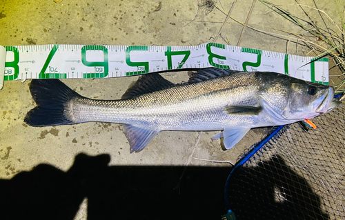 シーバスの釣果