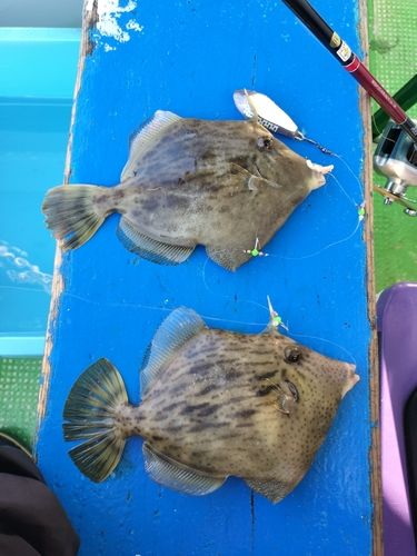カワハギの釣果