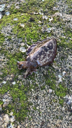 モンゴウイカの釣果