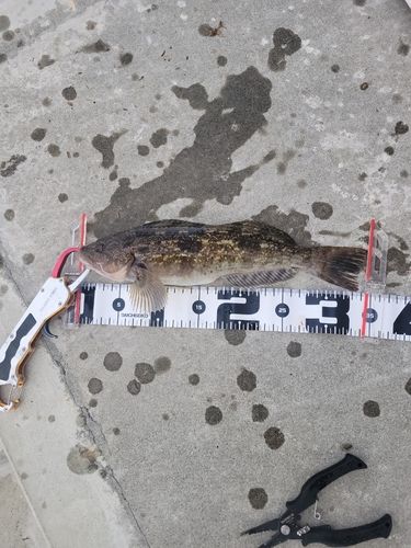 アイナメの釣果