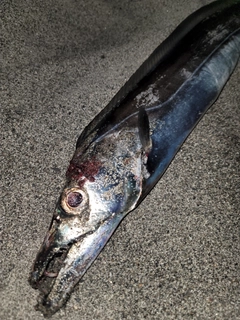 タチウオの釣果