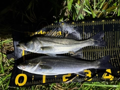 セイゴ（マルスズキ）の釣果