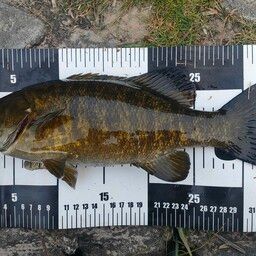 スモールマウスバス