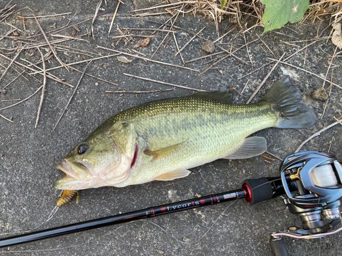 ブラックバスの釣果