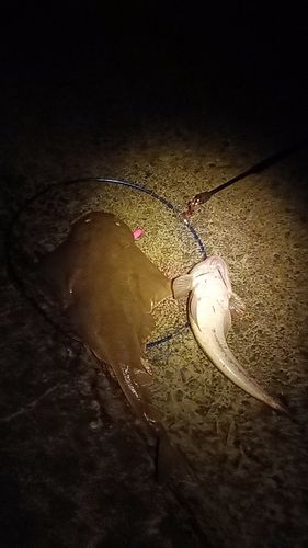 カスザメの釣果