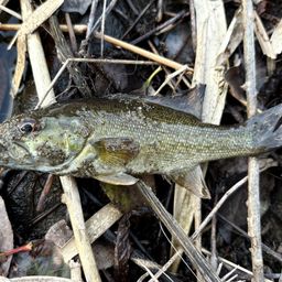 スモールマウスバス