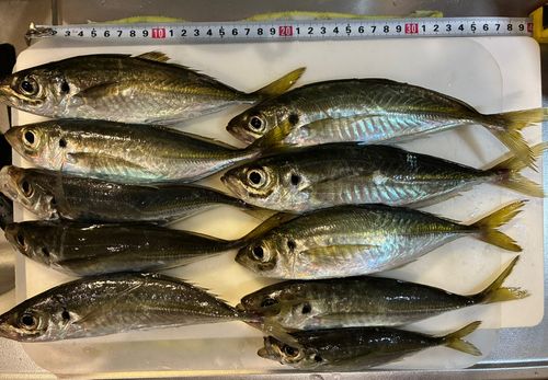 アジの釣果