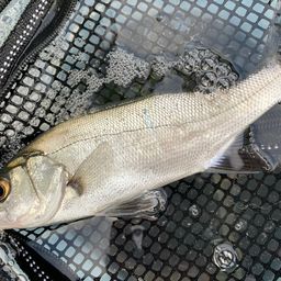 セイゴ（マルスズキ）