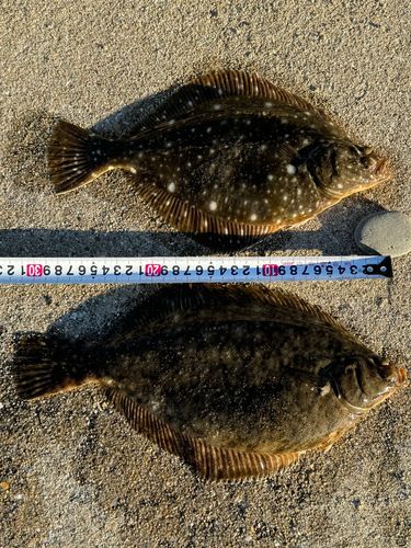 カレイの釣果