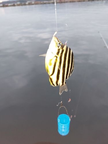 カゴカキダイの釣果