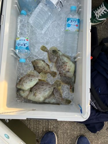 カワハギの釣果