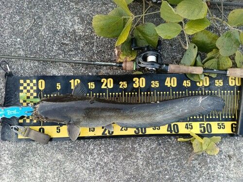 ニホンナマズの釣果