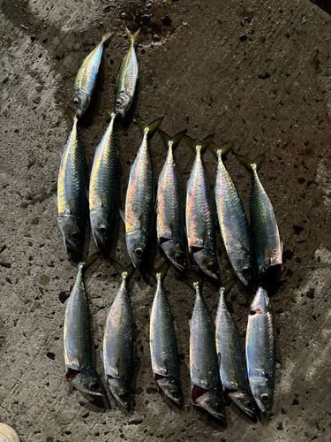 サバの釣果