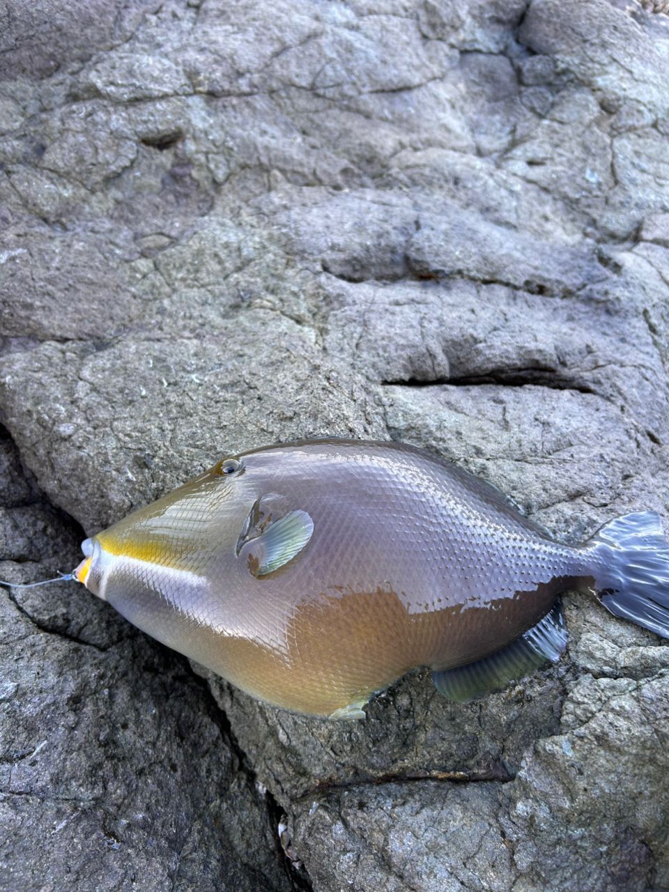 APIA グランデージ アトラス BLUE RUNNER 100Hの最安値・インプレ